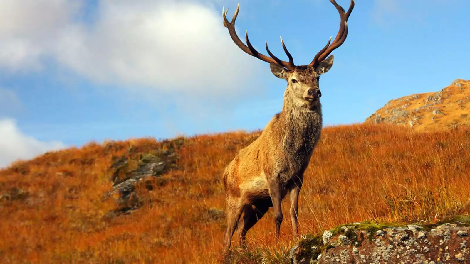 Grampian Mountains en Cairngorms National Park