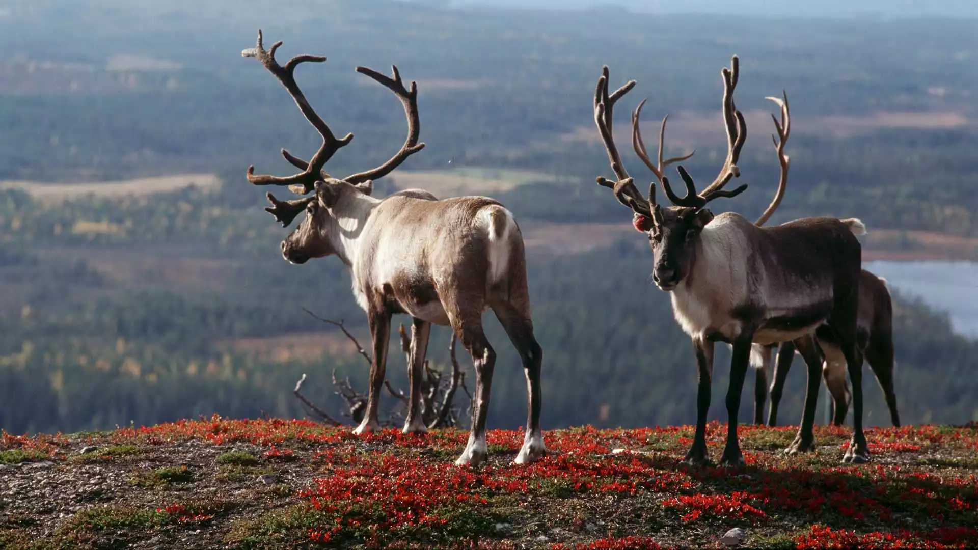 Het bijzondere Saariselkä