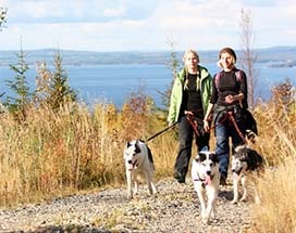 vuokatti-husky-trekking