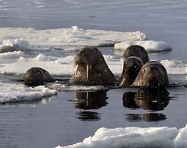 spitsbergen-walrus-safari
