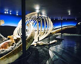 husavik-whale-museum