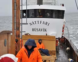 walvissen-spotten-eiken-boot