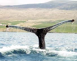 whale-rib-boat