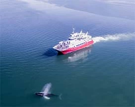 ijsland-walvissen-spotten-akureyri-klassiek