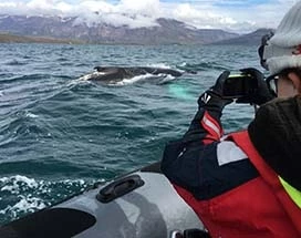ijsland-walvissen-spotten-akureyri-express