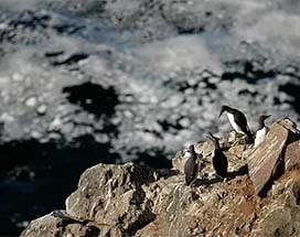 ijsland-vogels-spotten-vogelrots-skoruvik