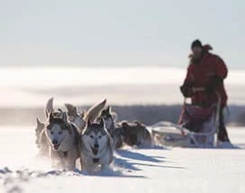 jukkasjarvi-bestuur-eigen-huskyslee