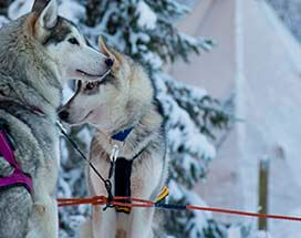 sommaroy-huskysafari