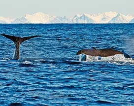 vesteralen-walvissen-winter