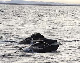 ijsland-walvis-spotten-akureyri