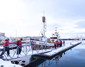 walvissafari-akureyri-northsailing