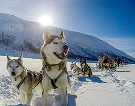 senja-huskysafari-mefjord