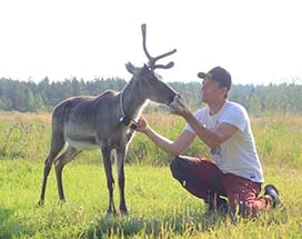 kuusamo-kujala-reindeer-farm-zomer