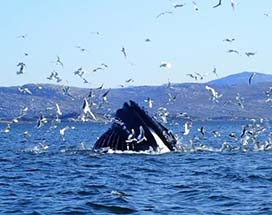 ilulissat-walvissafari-disko-baai-diner-hvide-falk