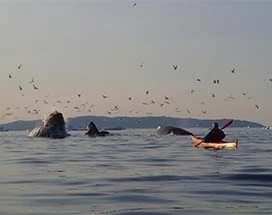 ilulissat-morning-kayakking-groenland