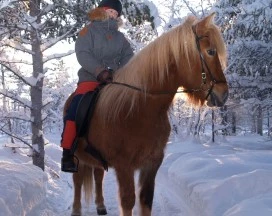 kiruna-paardrijden-elanden