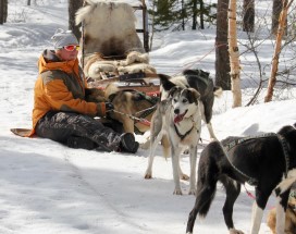 excursie_s%c3%a4len_huskytocht