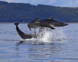 invernes-excursie-dolphin-spirit