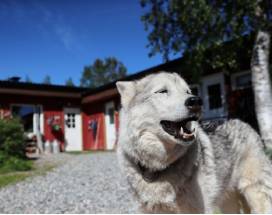 fatbiketocht-husky-farm