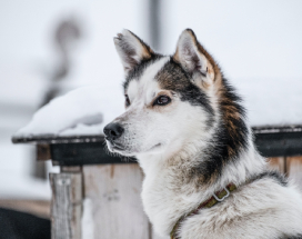 noorwegen-huskysafari-bergen-excursie