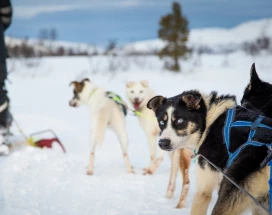 noorwegen-husky-middag-excursie