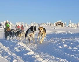 tromso-husky-safari