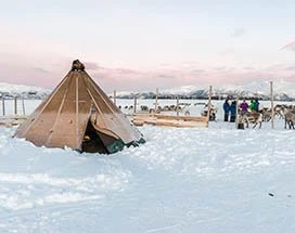 tromso-rendieren-voeren-sami-cultuur