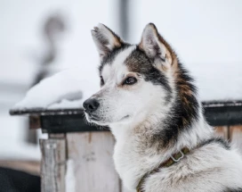 noorwegen-huskysafari-bergen-excursie