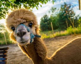 bezoek-aan-de-alpacafarm-lomo-vietonen