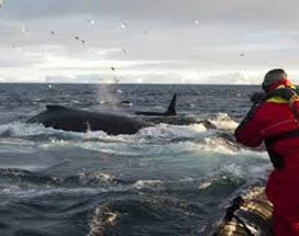 lofoten-zomer-walvissafari-svolvaer