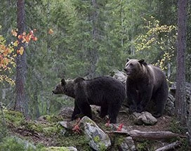 ruka-zomer-berenspotten-russische-grens