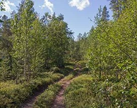 menesjarvi-zomer-natuurwandeling