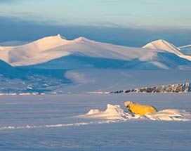 spitsbergen-sneeuwscooter-svea