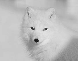 spitsbergen-voetsporen-pelsjager
