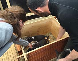 salla-zomer-bezoek-huskyfarm