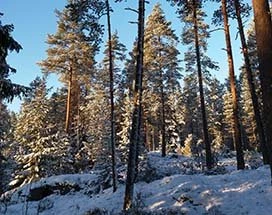 finland-winterse-stilte
