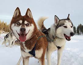 finland-huskysafari-vierumaki