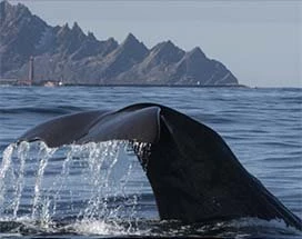 vesteralen-zomer-walvissafari-inbegrepen