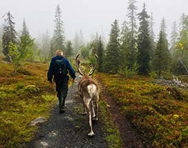 muonio-wandelen-rendieren(1)