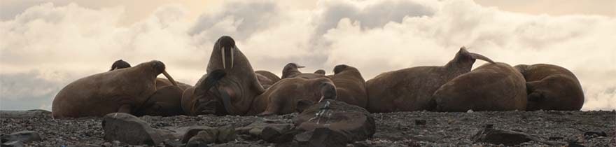 spitsbergen-excursies-zomer