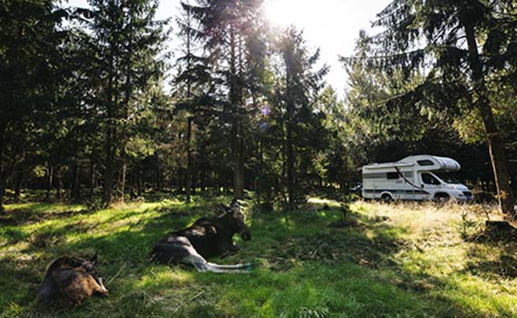 Camperavontuur met kinderen in Scandinavië