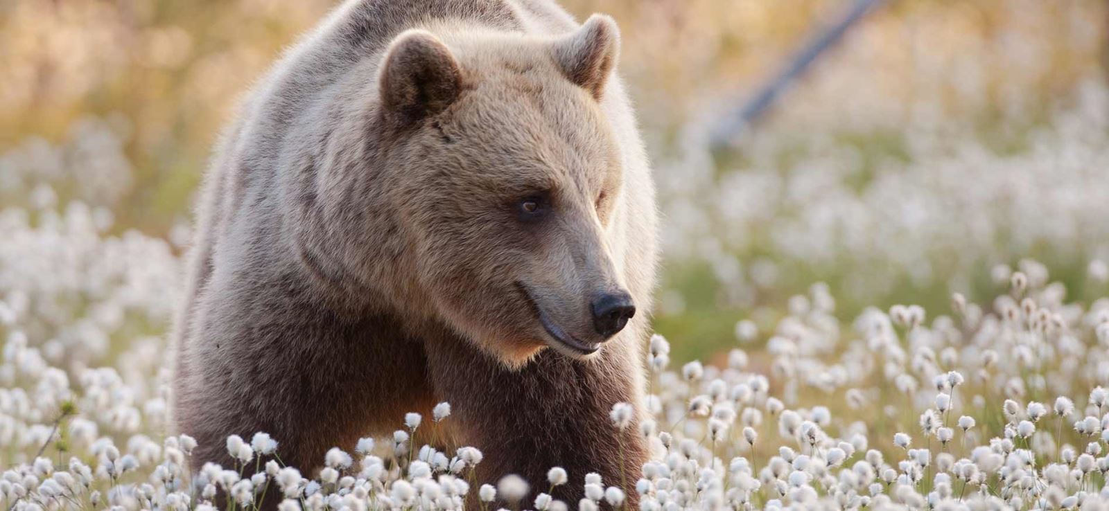 wildlife-avontuur-noord-scandinavie-header