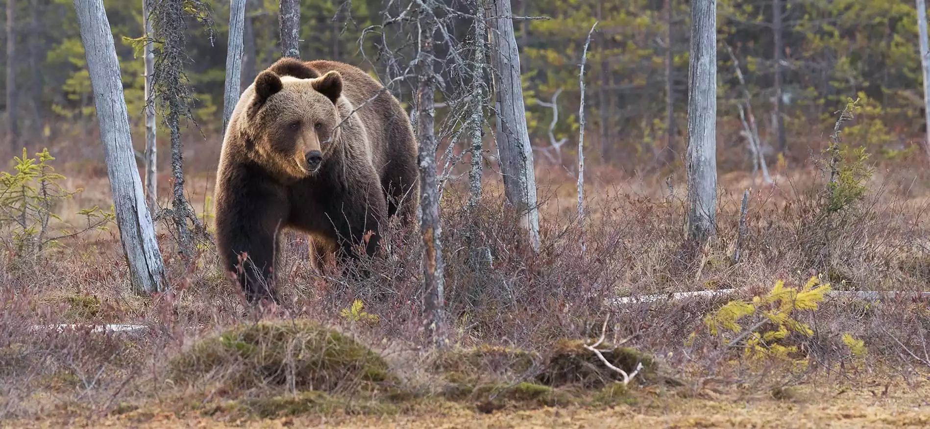 Duizend meren en Lapland fly & drive