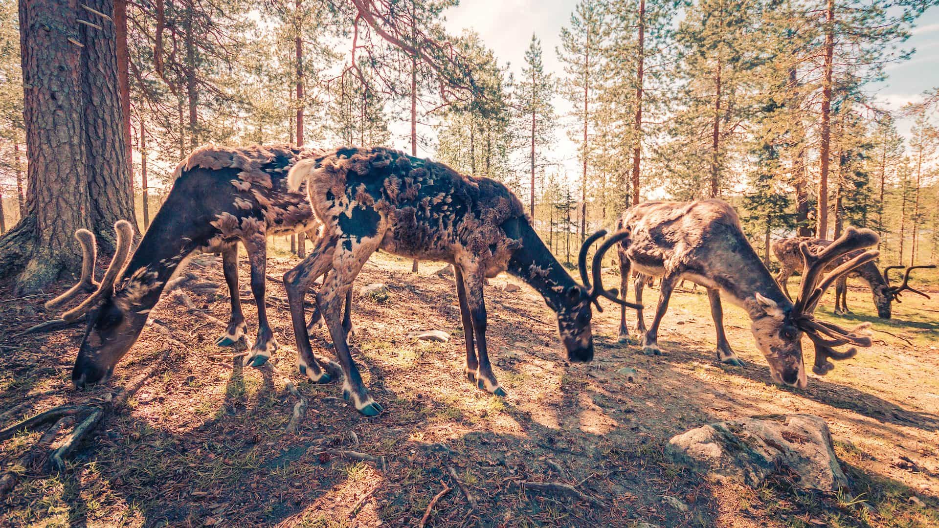 middernachtzon-rondom-poolcirkel-header