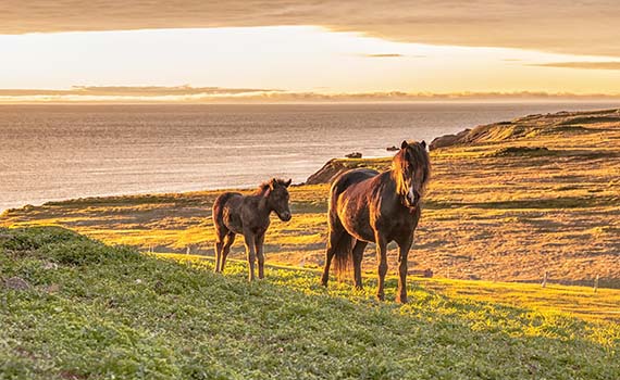 farm stay ijsland met kinderen