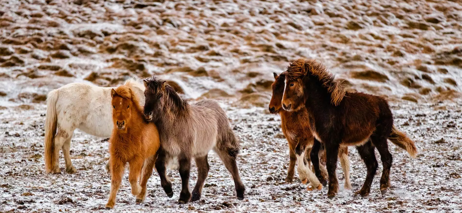 Vakantiehuis in IJsland fly & drive