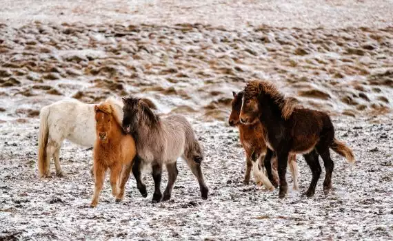 Vakantiehuis in IJsland fly & drive