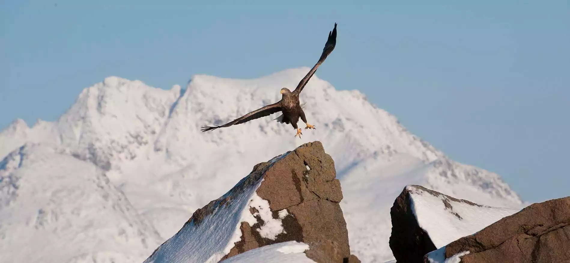 Wildlife Avontuur Vesterålen