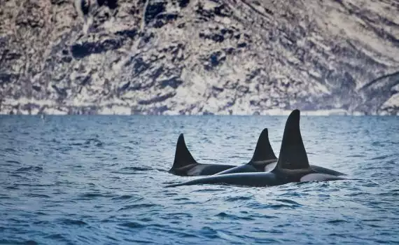 Midweek walvis en noorderlicht spotten