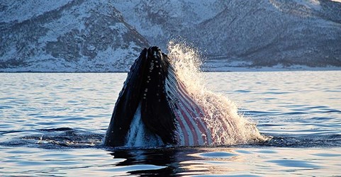 walvis-lofoten